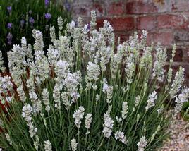 Levandule úzkolistá 'White Scent Early'