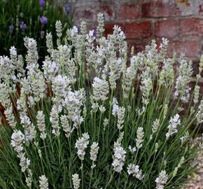 Levandule úzkolistá 'White Scent Early' - Lavandula angustifolia 'White Scent Early'