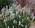Levandule úzkolistá 'White Scent Early'