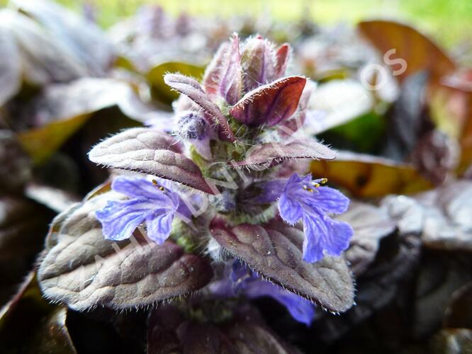 Zběhovec plazivý 'Braunherz' - Ajuga reptans 'Braunherz'