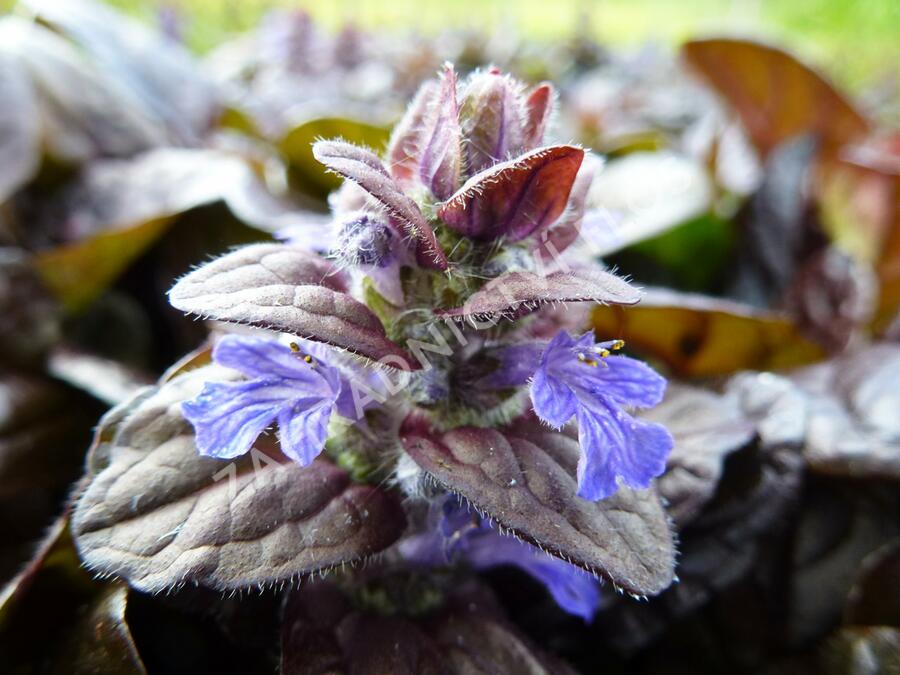 Zběhovec plazivý 'Braunherz' - Ajuga reptans 'Braunherz'