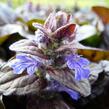 Zběhovec plazivý 'Braunherz' - Ajuga reptans 'Braunherz'