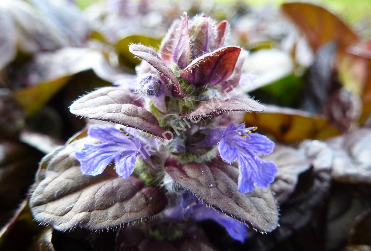 Zběhovec plazivý 'Braunherz' - Ajuga reptans 'Braunherz'