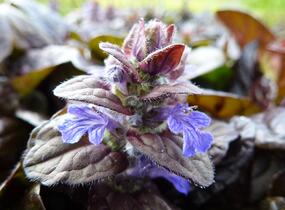 Zběhovec plazivý 'Braunherz' - Ajuga reptans 'Braunherz'
