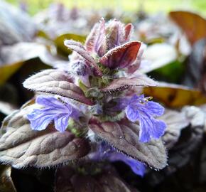 Zběhovec plazivý 'Braunherz' - Ajuga reptans 'Braunherz'