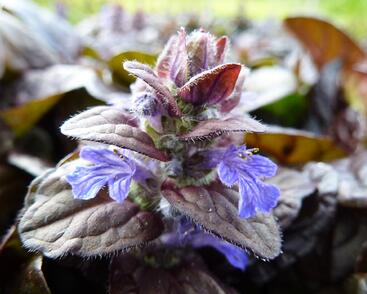 Zběhovec plazivý 'Braunherz'