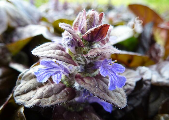 Zběhovec plazivý 'Braunherz' - Ajuga reptans 'Braunherz'