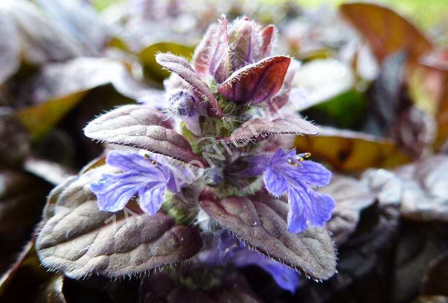 Zběhovec plazivý 'Braunherz' - Ajuga reptans 'Braunherz'