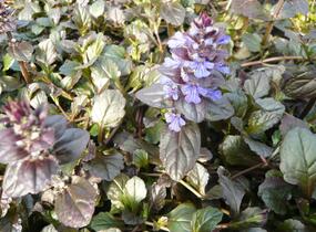 Zběhovec plazivý 'Braunherz' - Ajuga reptans 'Braunherz'