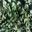 Zběhovec plazivý 'Braunherz' - Ajuga reptans 'Braunherz'
