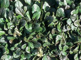 Zběhovec plazivý 'Braunherz' - Ajuga reptans 'Braunherz'