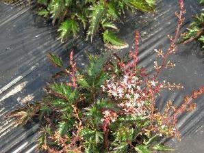 Čechrava 'Inshriach Pink' - Astilbe simplicifolia 'Inshriach Pink'