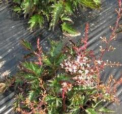 Čechrava 'Inshriach Pink' - Astilbe simplicifolia 'Inshriach Pink'