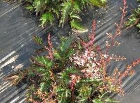 Čechrava jednoducholistá 'Inshriach Pink' - Astilbe simplicifolia 'Inshriach Pink'