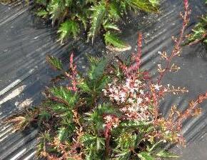 Čechrava 'Inshriach Pink' - Astilbe simplicifolia 'Inshriach Pink'