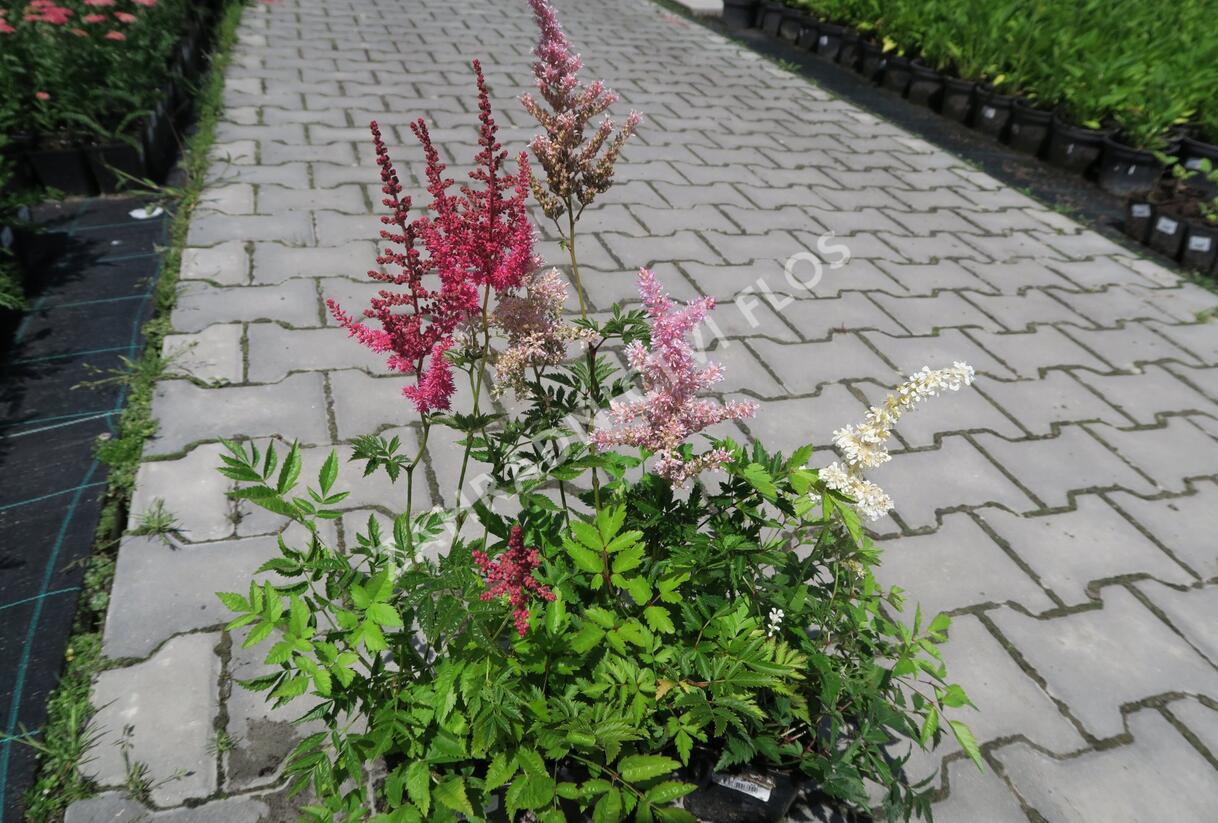 Čechrava japonská mix - Astilbe japonica mix