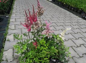 Čechrava japonská mix - Astilbe japonica mix