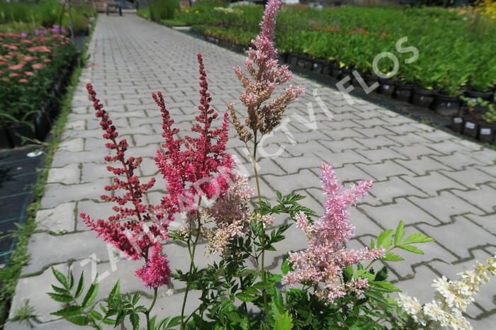 Čechrava japonská mix - Astilbe japonica mix