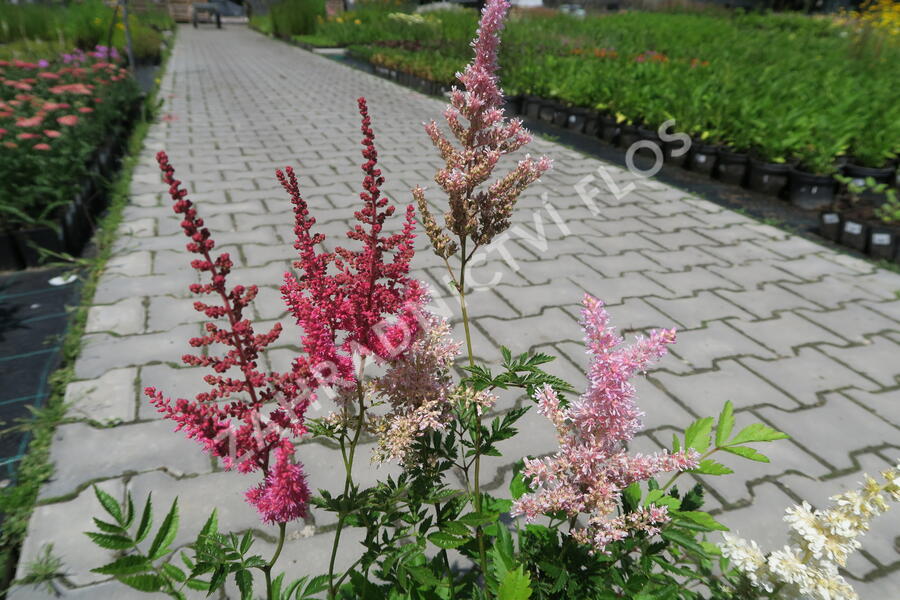 Čechrava japonská mix - Astilbe japonica mix