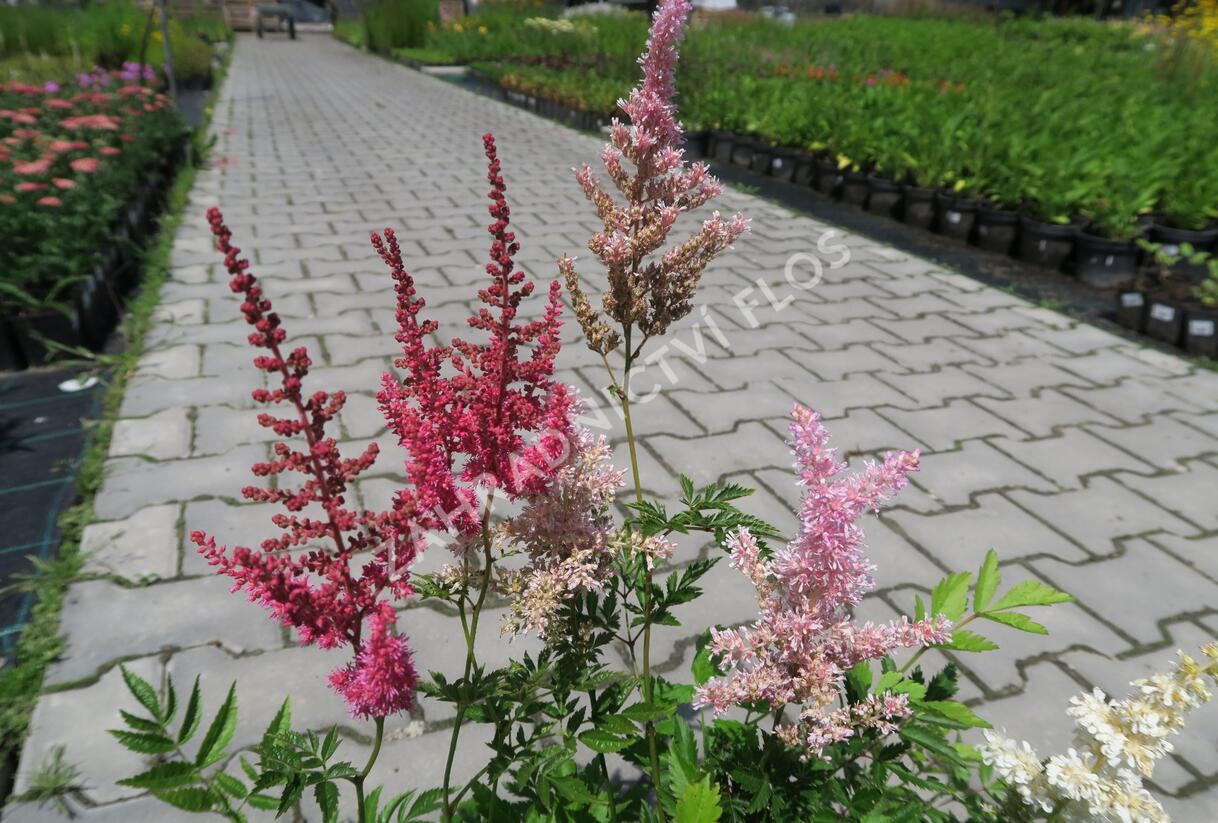 Čechrava japonská mix - Astilbe japonica mix