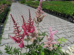 Čechrava japonská mix - Astilbe japonica mix