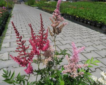 Čechrava japonská mix