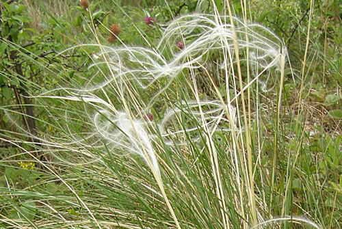 Kavyl sličný - Stipa pulcherrima