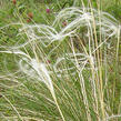 Kavyl sličný - Stipa pulcherrima