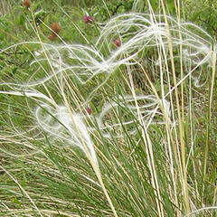 Kavyl sličný - Stipa pulcherrima