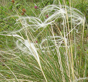 Kavyl sličný - Stipa pulcherrima