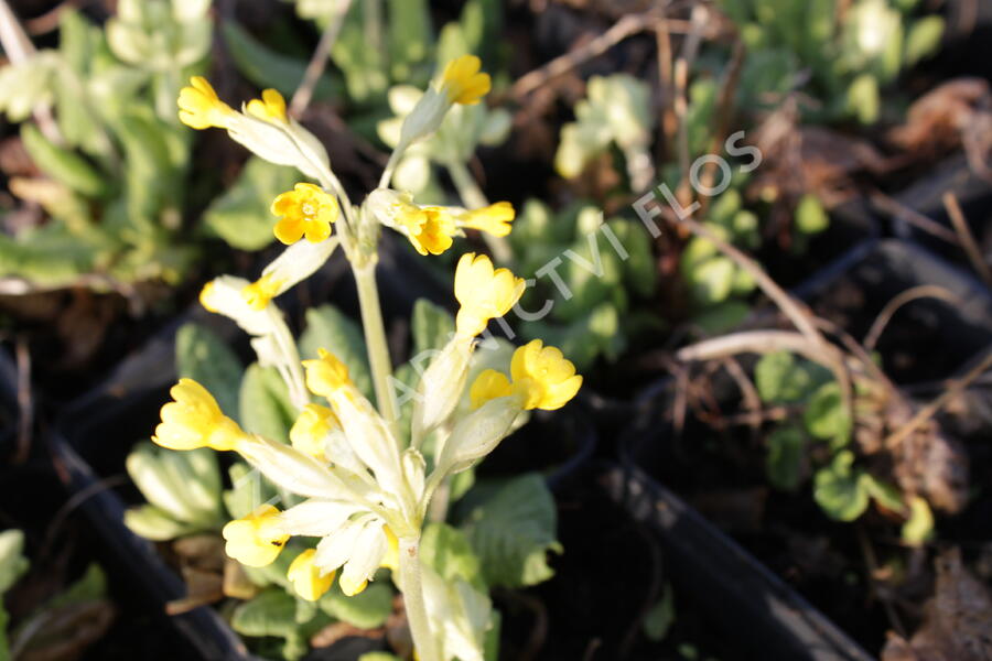 Prvosenka jarní - Primula veris