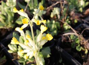 Prvosenka jarní - Primula veris