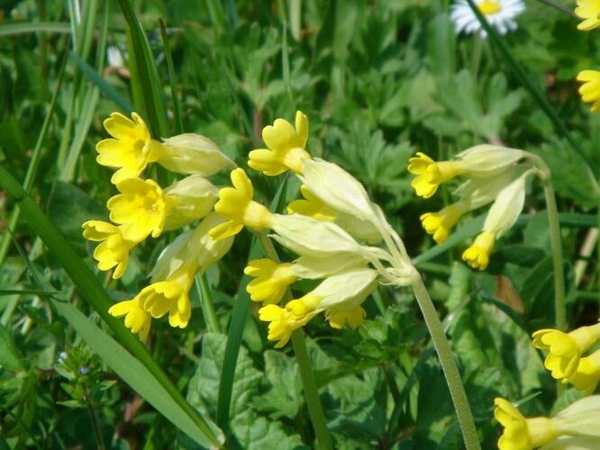 Prvosenka jarní - Primula veris