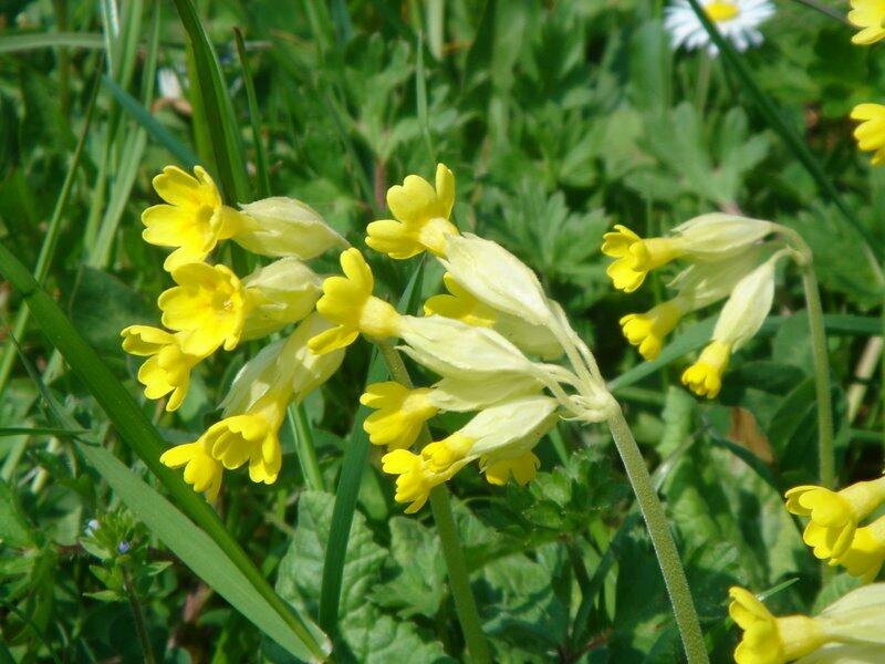 Prvosenka jarní - Primula veris