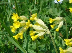 Prvosenka jarní - Primula veris