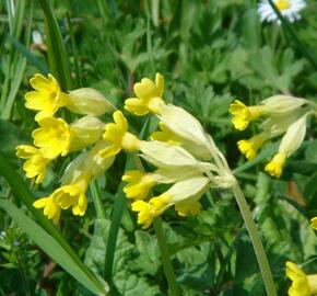 Prvosenka jarní - Primula veris