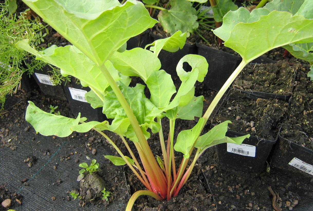 Reveň rebarbora 'Victoria' - Rheum rhabarbarum 'Victoria'