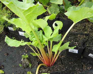 Reveň rebarbora 'Victoria'