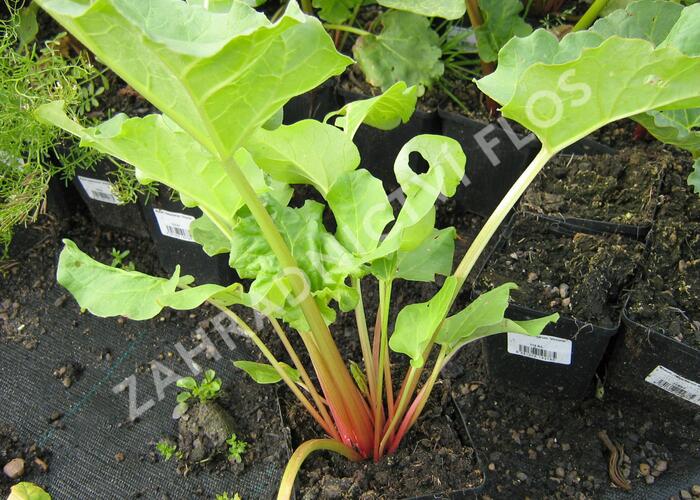 Reveň rebarbora 'Victoria' - Rheum rhabarbarum 'Victoria'