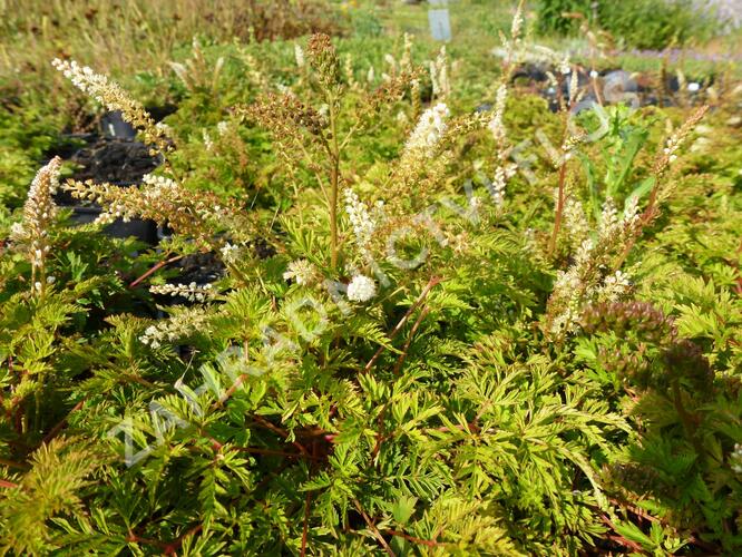 Udatna 'Noble Spirit' - Aruncus aethusifolius 'Noble Spirit'