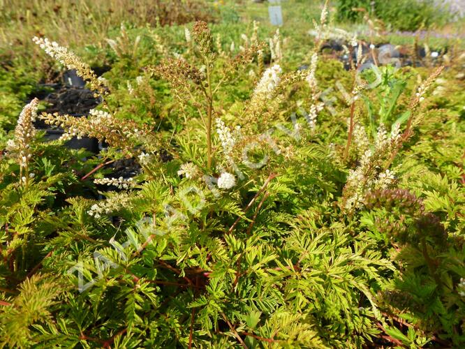 Udatna 'Noble Spirit' - Aruncus aethusifolius 'Noble Spirit'