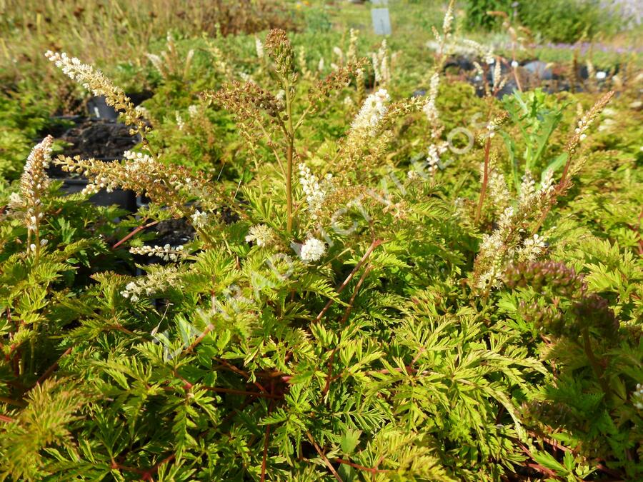 Udatna 'Noble Spirit' - Aruncus aethusifolius 'Noble Spirit'