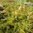 Udatna 'Noble Spirit' - Aruncus aethusifolius 'Noble Spirit'