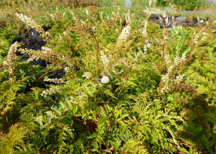 Udatna 'Noble Spirit' - Aruncus aethusifolius 'Noble Spirit'