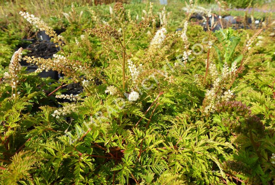 Udatna dvoudomá 'Noble Spirit' - Aruncus aethusifolius 'Noble Spirit'
