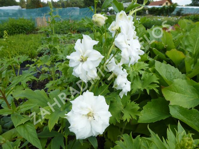 Ostrožka vyvýšená 'New Millenium Double Innocence' - Delphinium elatum 'New Millenium Double Innocence'