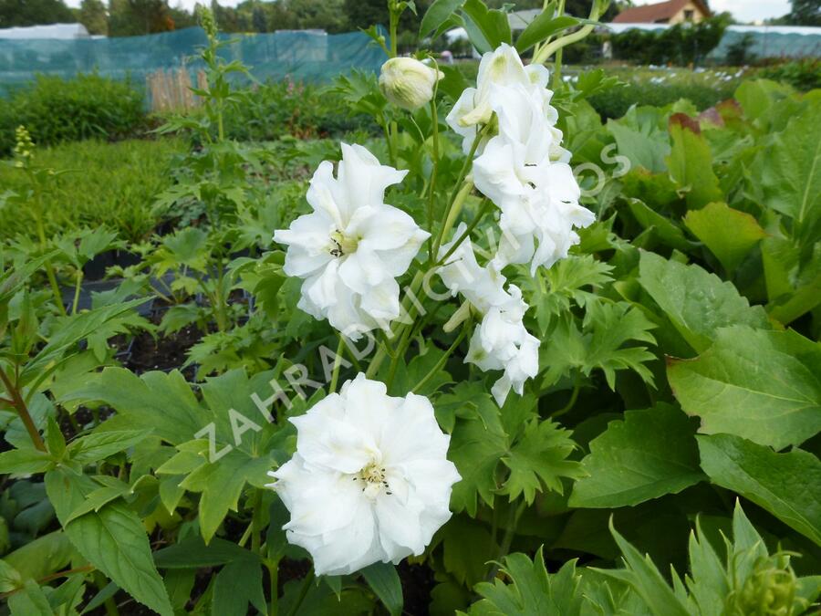 Ostrožka vyvýšená 'New Millenium Double Innocence' - Delphinium elatum 'New Millenium Double Innocence'