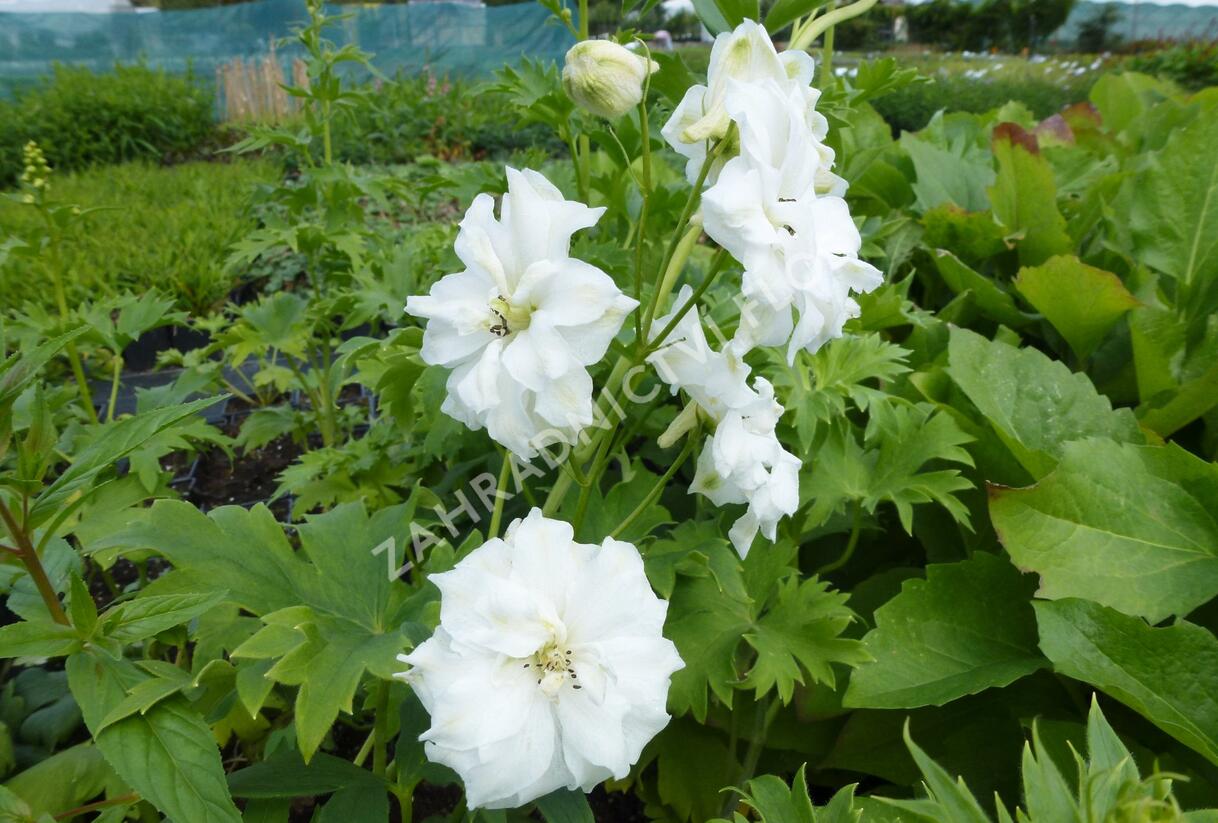 Ostrožka vyvýšená 'New Millenium Double Innocence' - Delphinium elatum 'New Millenium Double Innocence'