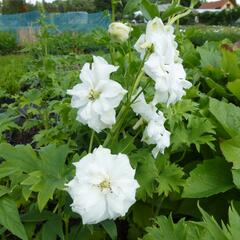 Ostrožka vyvýšená 'New Millenium Double Innocence' - Delphinium elatum 'New Millenium Double Innocence'