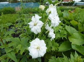Ostrožka vyvýšená 'New Millenium Double Innocence' - Delphinium elatum 'New Millenium Double Innocence'